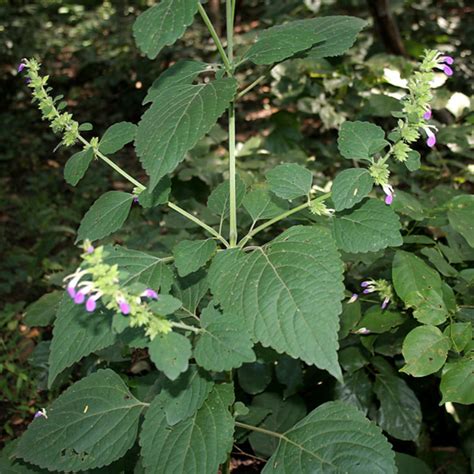 榕樹 招陰|鬼月「避邪植物」推薦這5種！「抹草」沐浴可趨吉避凶，「榕樹。